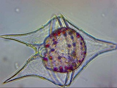 Protoperidinium oceanicum