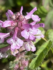 Pedicularis verticillata