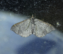 Eulithis flavibrunneata