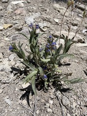 Penstemon janishiae
