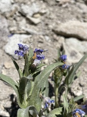 Penstemon janishiae