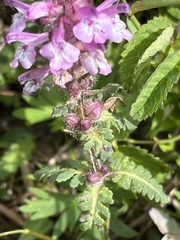 Pedicularis verticillata