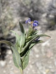 Penstemon janishiae