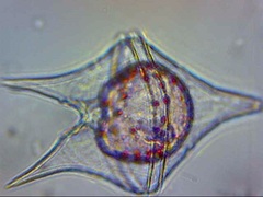 Protoperidinium oceanicum