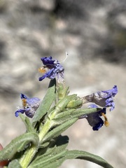 Penstemon janishiae