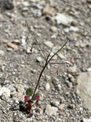 Eriogonum esmeraldense esmeraldense