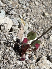 Eriogonum esmeraldense esmeraldense