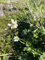 Anemonastrum sibiricum