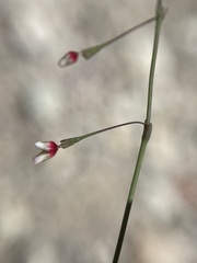 Eriogonum esmeraldense esmeraldense
