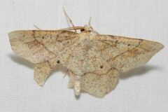 Euchlaena marginaria