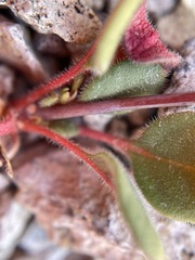 Eriogonum esmeraldense esmeraldense