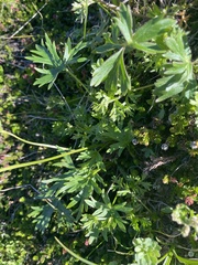 Anemonastrum sibiricum