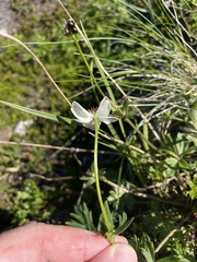 Anemonastrum sibiricum
