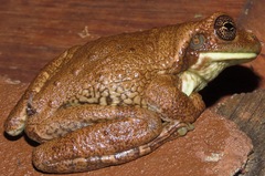Trachycephalus typhonius