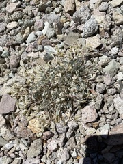 Astragalus calycosus