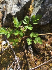 Osmorhiza purpurea