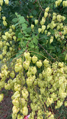 Koelreuteria paniculata