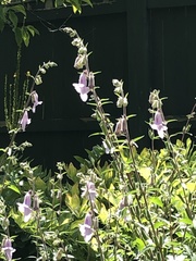 Pedaliaceae