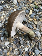 Tylopilus variobrunneus