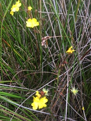 Hibbertia rufa