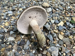 Tylopilus variobrunneus