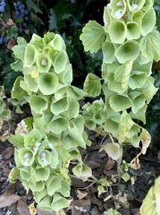 Moluccella
