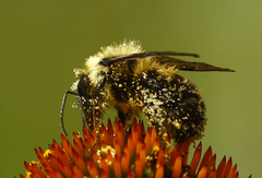 Bombus citrinus