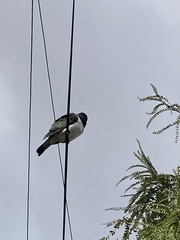 Hemiphaga novaeseelandiae novaeseelandiae