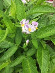 Solanum muricatum
