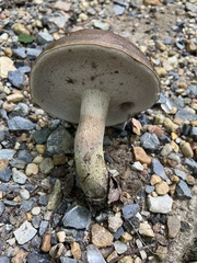 Tylopilus variobrunneus