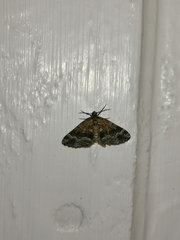 Xanthorhoe biriviata