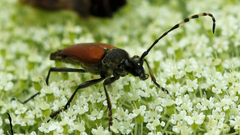 Brachyleptura