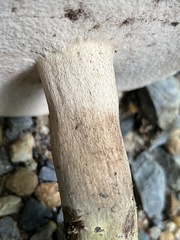 Tylopilus variobrunneus