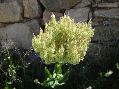 Rumex