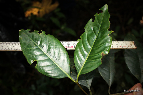 Genus Cassipourea · iNaturalist