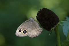 Cercyonis pegala paludum