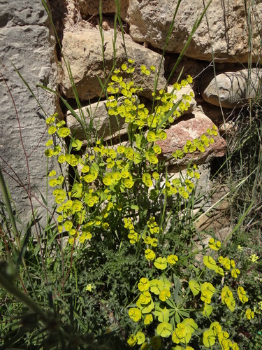 Euphorbia cyparissias image