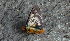 Metardaris cosinga