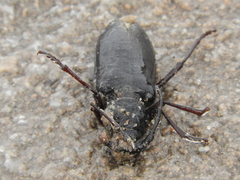Mallodon spinibarbis