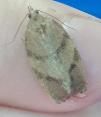 Argyrotaenia juglandana