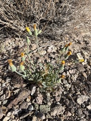 Malacothrix sonchoides