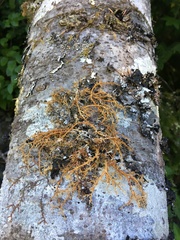 Sphaerophorus venerabilis