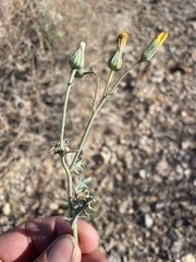 Malacothrix sonchoides