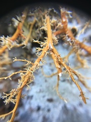 Sphaerophorus venerabilis