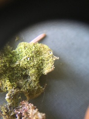Frullania hattoriana