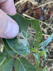 Neoheliodines nyctaginella