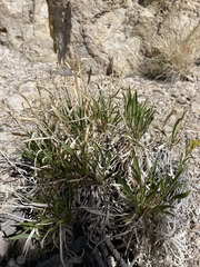 Petradoria pumila
