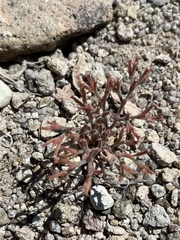 Chorizanthe brevicornu