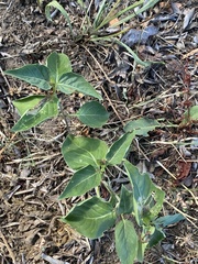 Neoheliodines nyctaginella