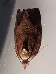 Argyrotaenia juglandana